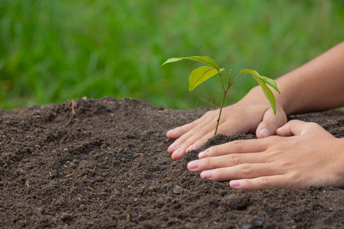 close up picture of hand holding planting the sapling of the plant